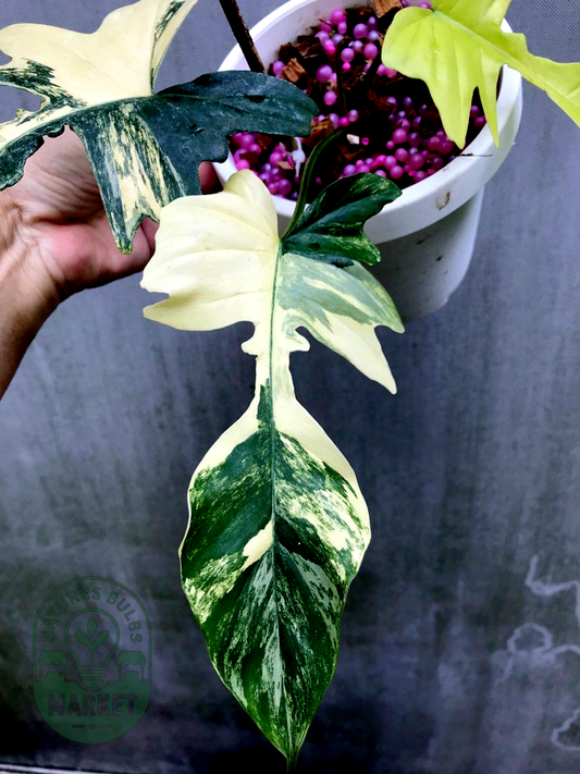 Philodendron Florida Beauty Variegated × Mayoii