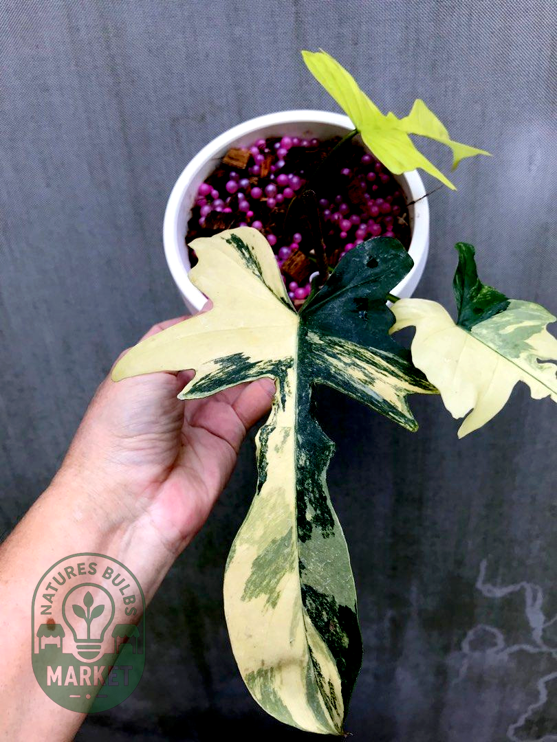 Philodendron Florida Beauty Variegated × Mayoii