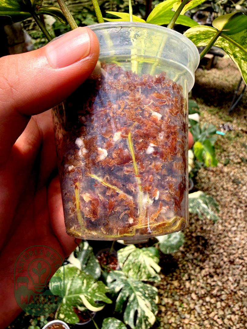 Philodendron Florida Beauty Variegated