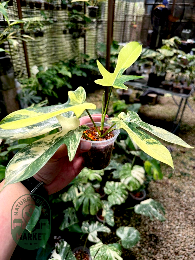Philodendron Florida Beauty Variegated
