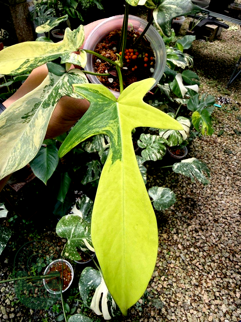 Philodendron Florida Beauty Variegated