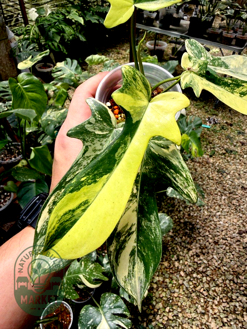 Philodendron Florida Beauty Variegated