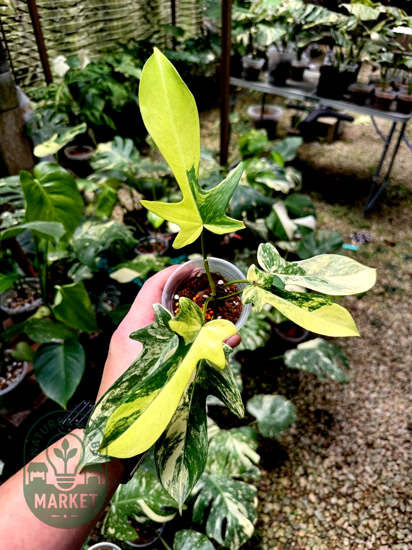 Philodendron Florida Beauty Variegated