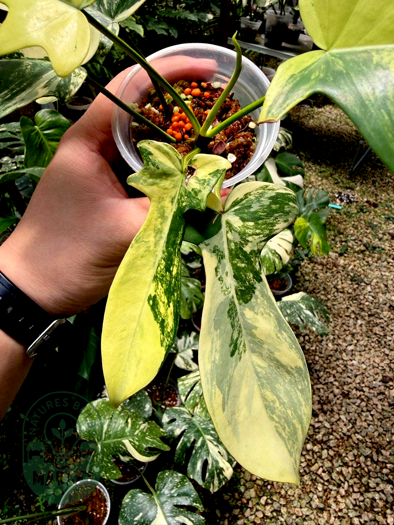 Philodendron Florida Beauty Variegated