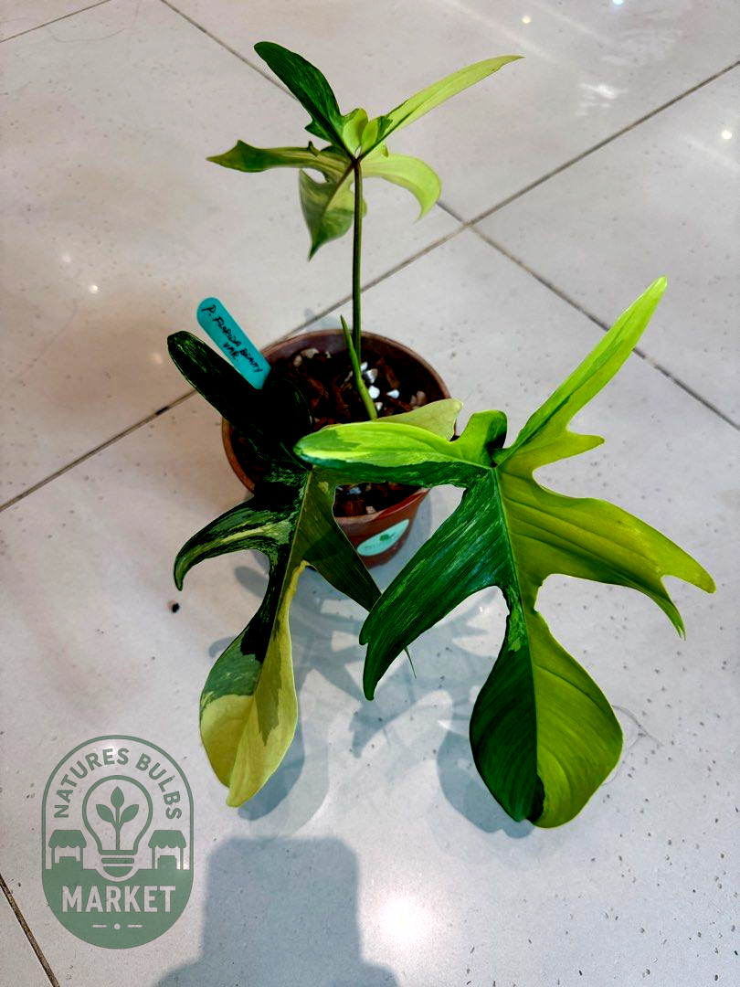 Philodendron Florida Beauty Variegated