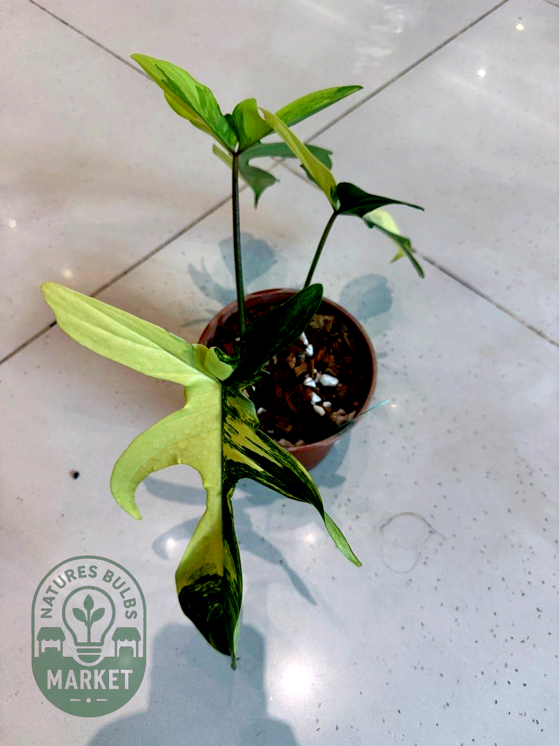 Philodendron Florida Beauty Variegated