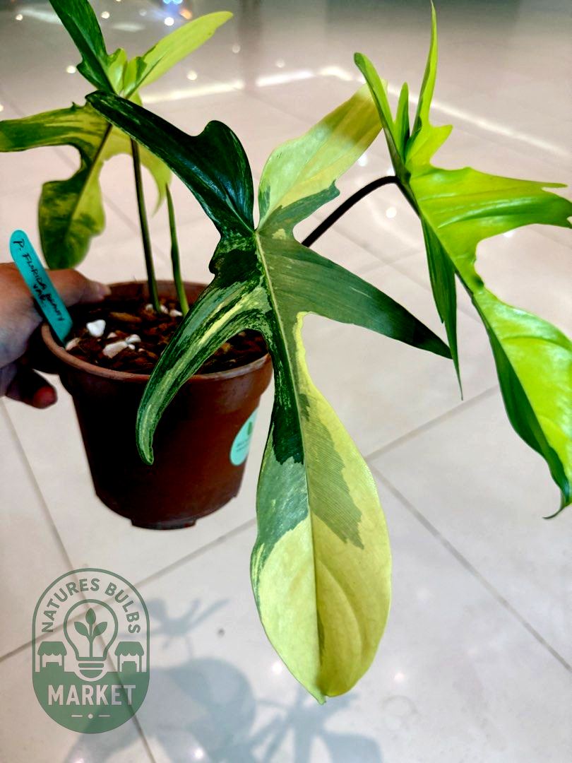 Philodendron Florida Beauty Variegated