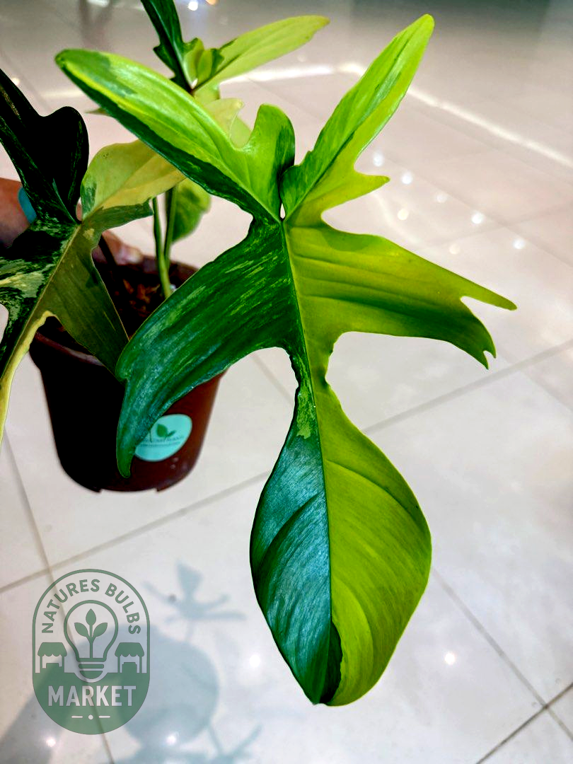 Philodendron Florida Beauty Variegated