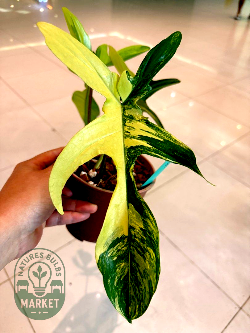 Philodendron Florida Beauty Variegated
