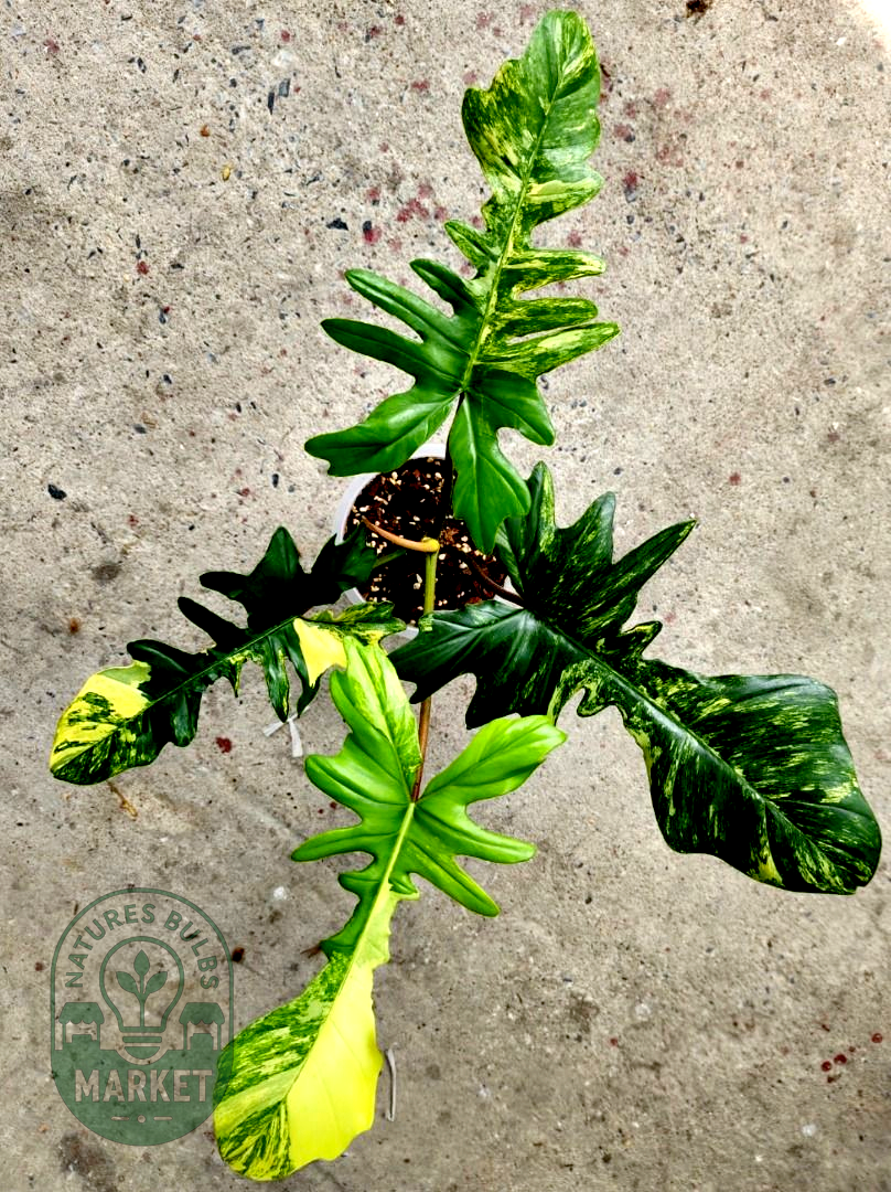 Philodendron Florida Beauty × Mayoi Variegated