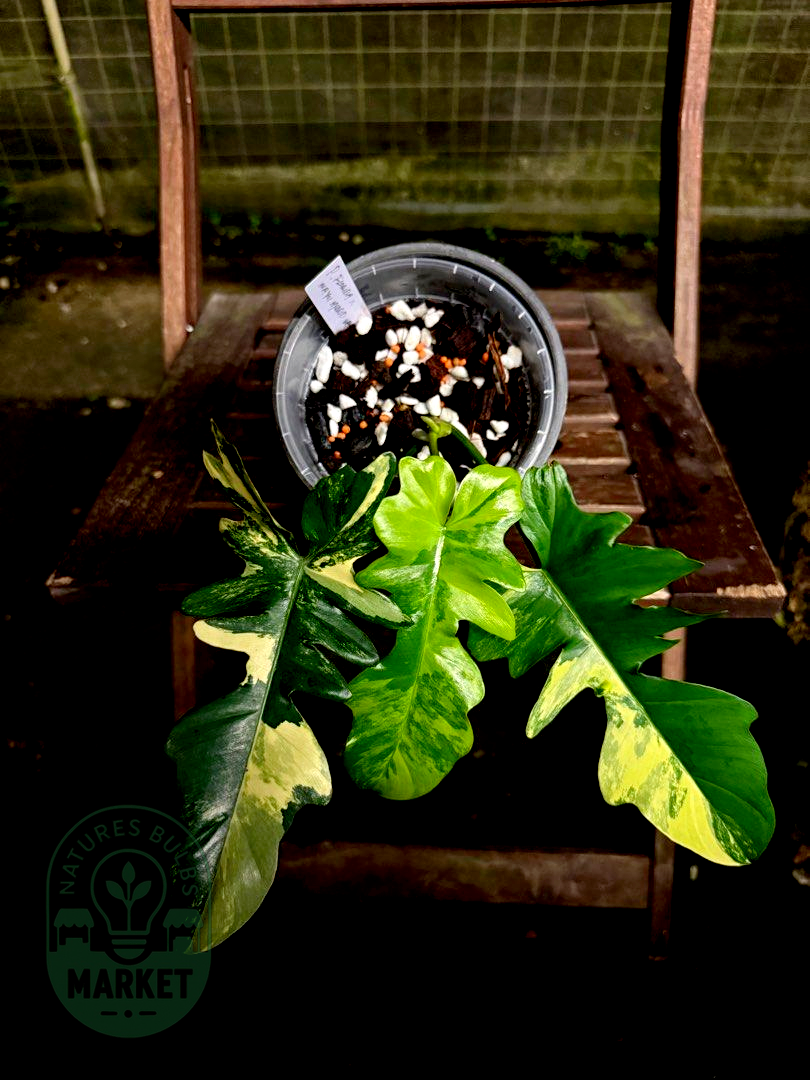 Philodendron Florida Beauty × Mayoi Hybrid Variegated