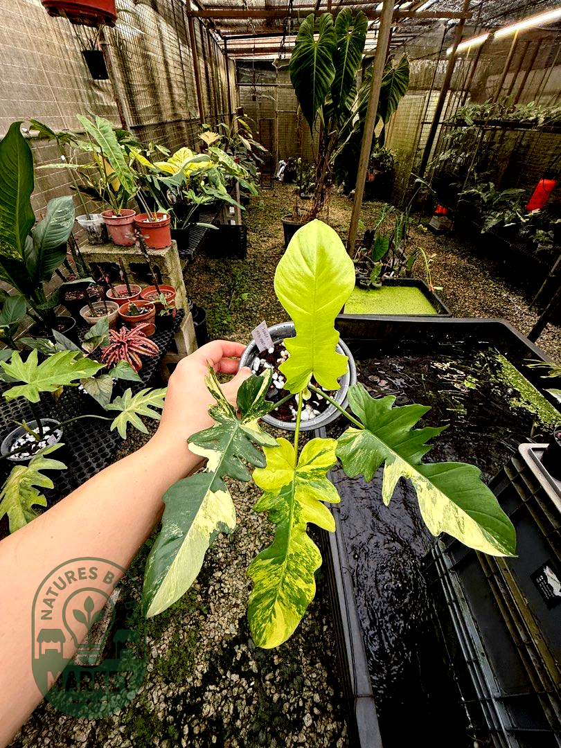 Philodendron Florida Beauty × Mayoii Hybrid "Floyoii" Variegated