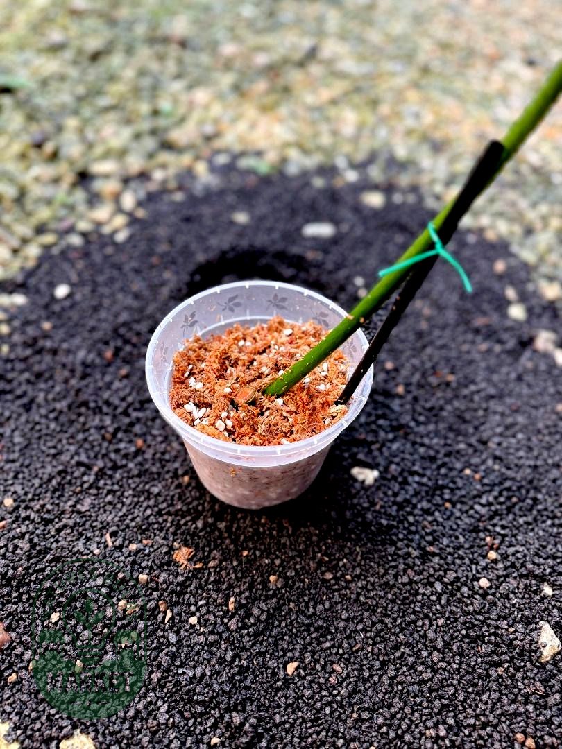 Philodendron Florida Beauty × Mayoii Hybrid Variegated
