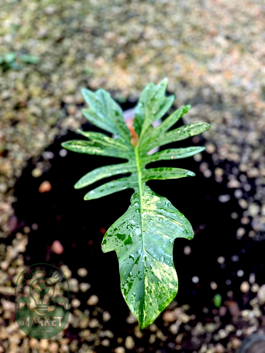 Philodendron Florida Beauty × Mayoii Hybrid Variegated