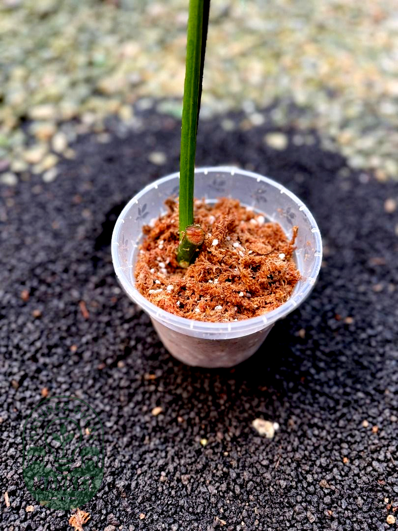 Philodendron Florida Beauty × Mayoii Hybrid Variegated