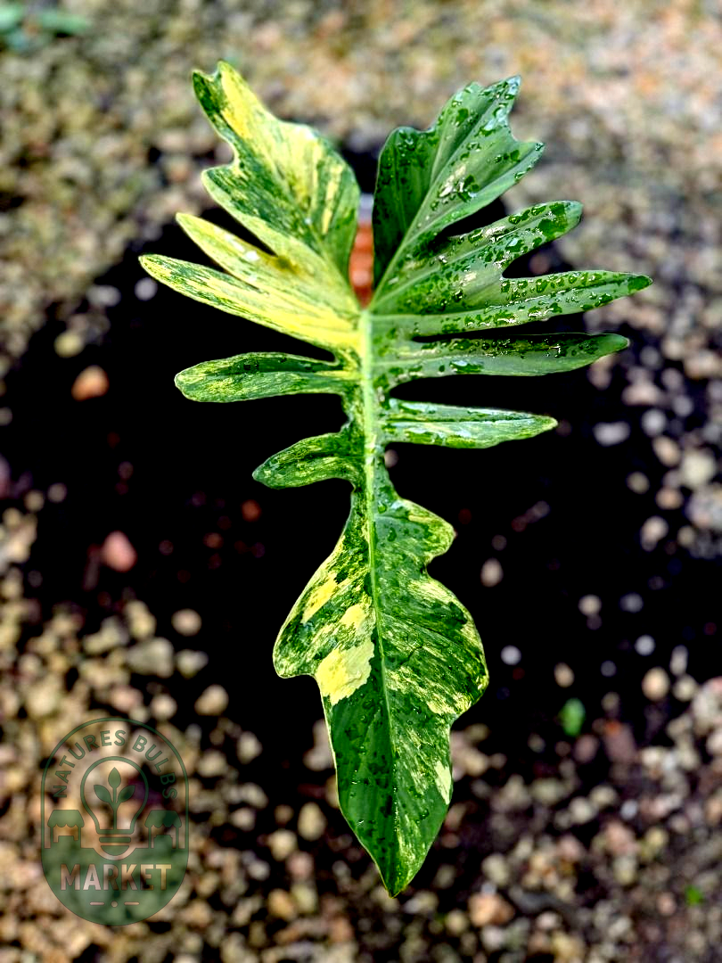 Philodendron Florida Beauty × Mayoii Hybrid Variegated