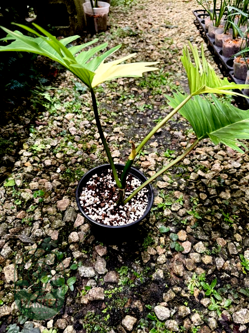 Philodendron Florida Beauty × Tortum "Flotum"