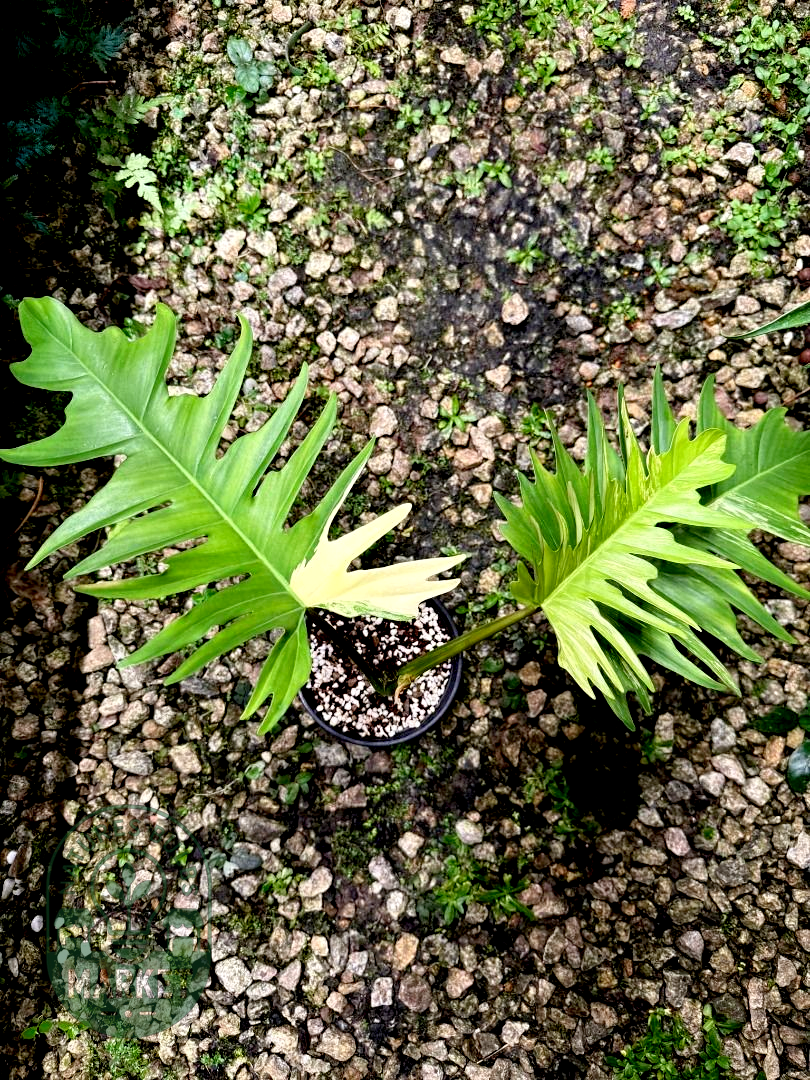 Philodendron Florida Beauty × Tortum "Flotum"