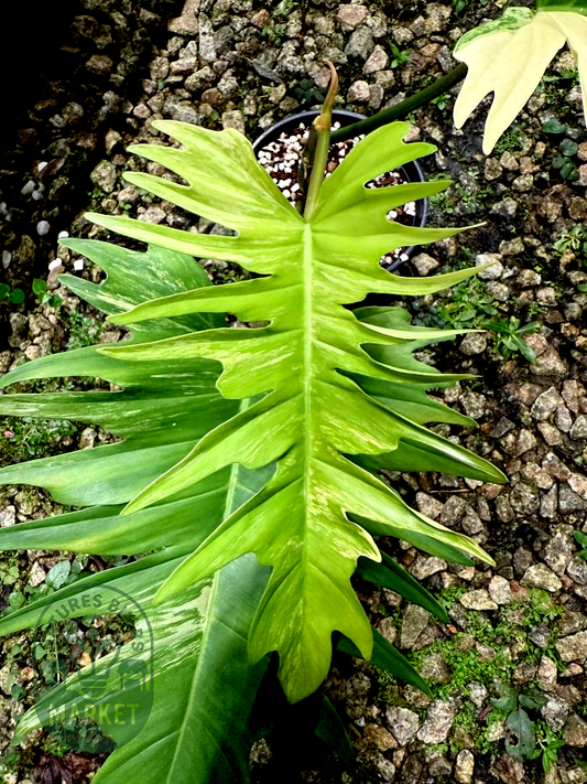Philodendron Florida Beauty × Tortum "Flotum"