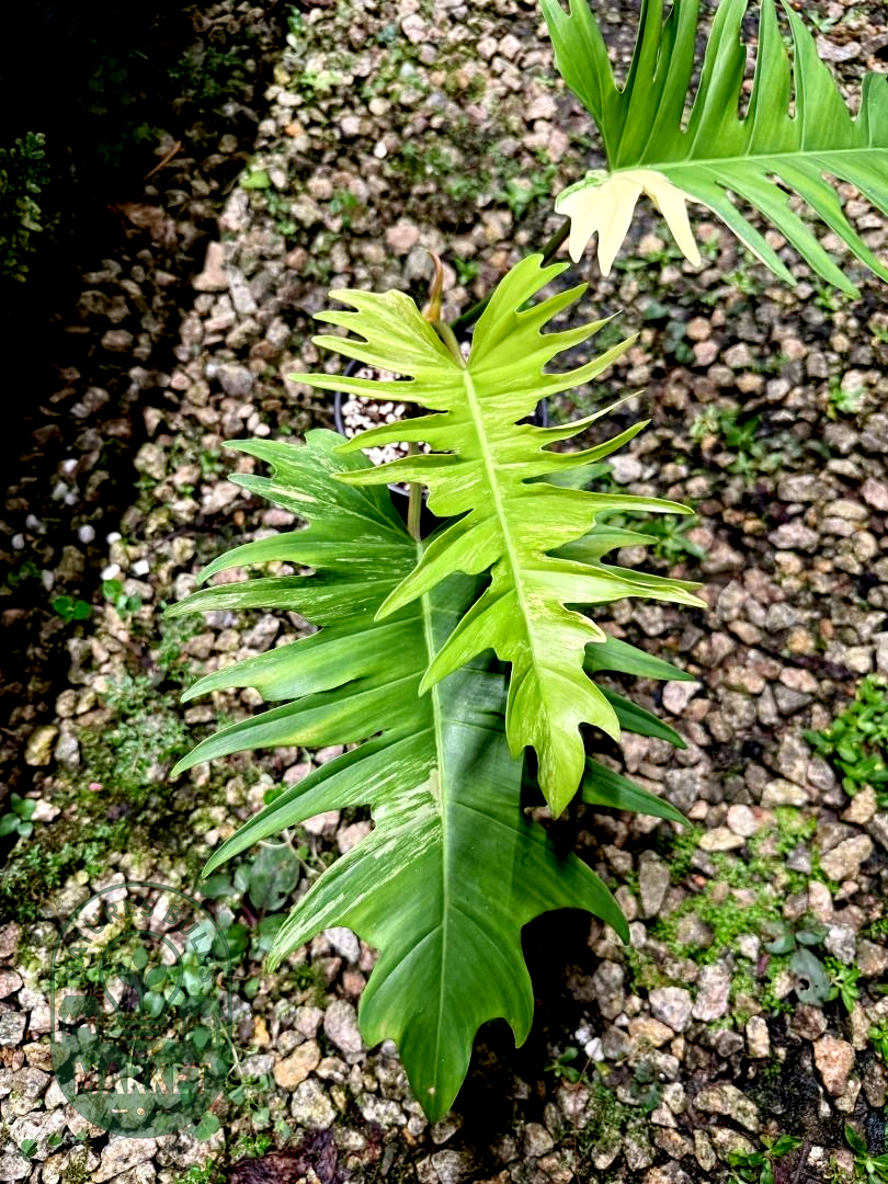 Philodendron Florida Beauty × Tortum "Flotum"