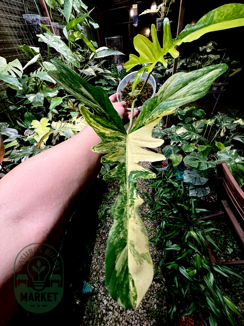 Philodendron Florida Beauty × Mayoii Hybrid "Floyoii" Variegated