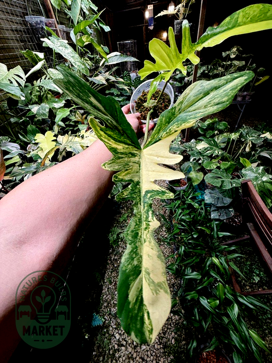 Philodendron Florida Beauty × Mayoii Hybrid "Floyoii" Variegated