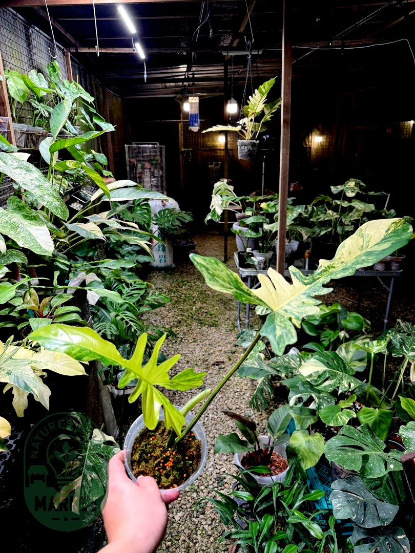 Philodendron Florida Beauty × Mayoii Hybrid "Floyoii" Variegated