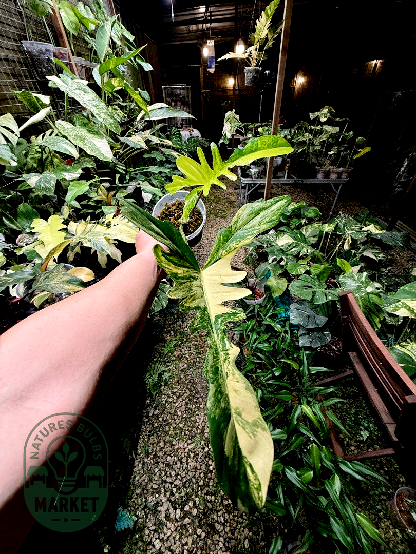 Philodendron Florida Beauty × Mayoii Hybrid "Floyoii" Variegated