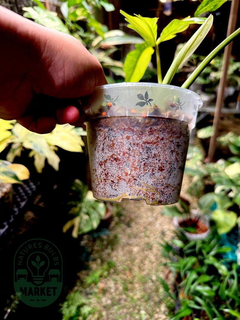 Philodendron Florida Beauty × Mayoii Hybrid "Floyoii" Variegated