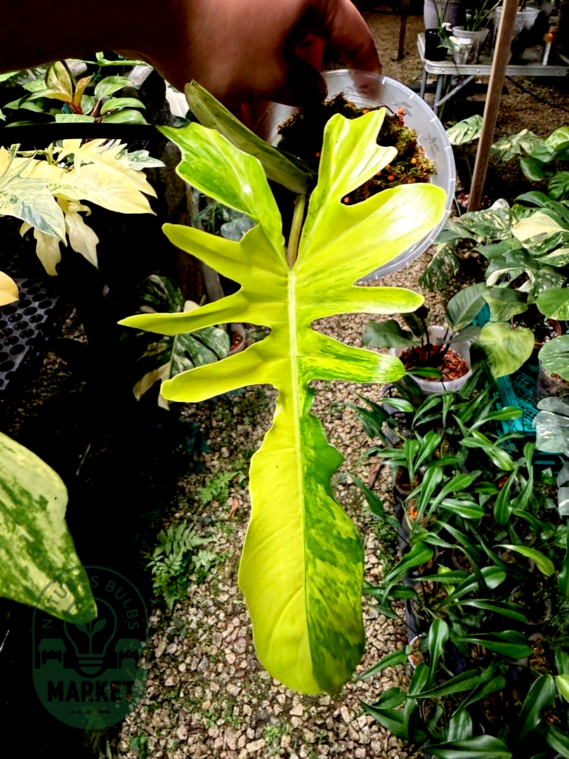 Philodendron Florida Beauty × Mayoii Hybrid "Floyoii" Variegated