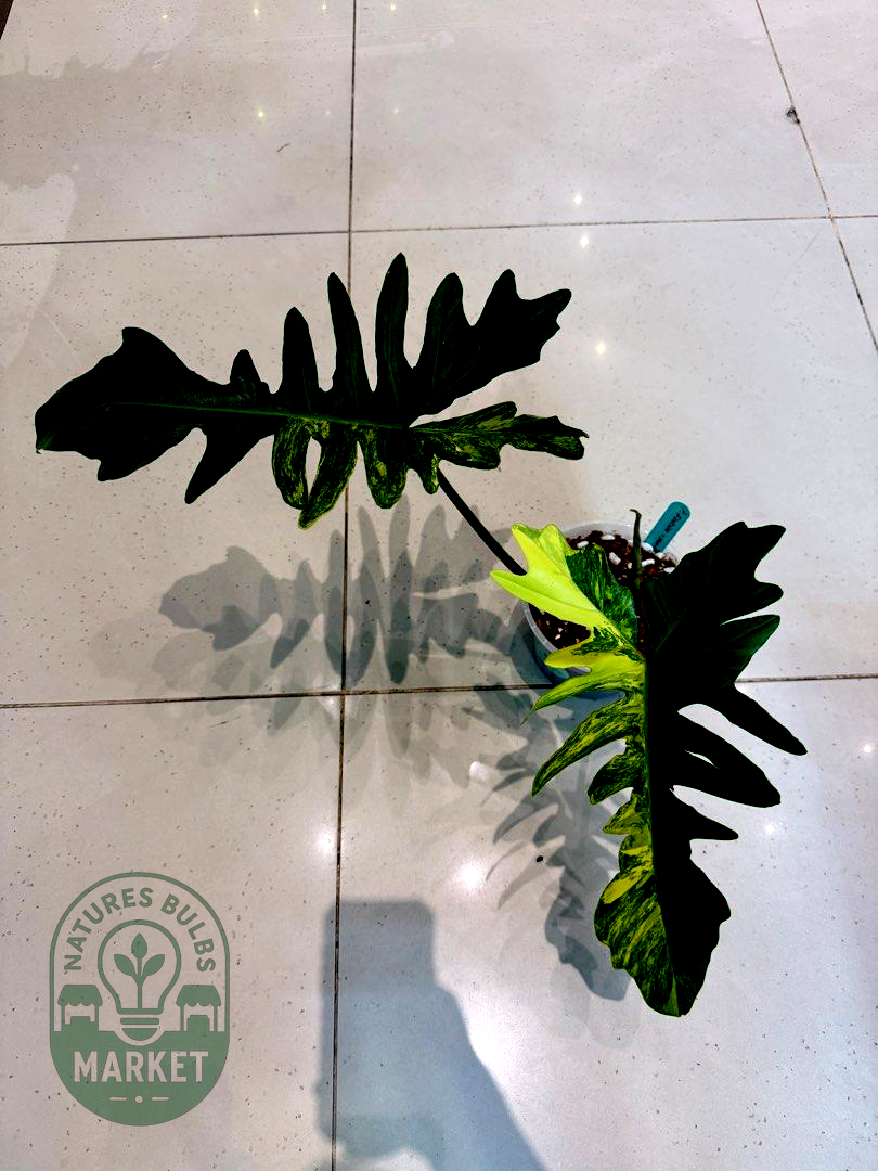 Philodendron Florida Beauty × Mayoi Hybrid Variegated