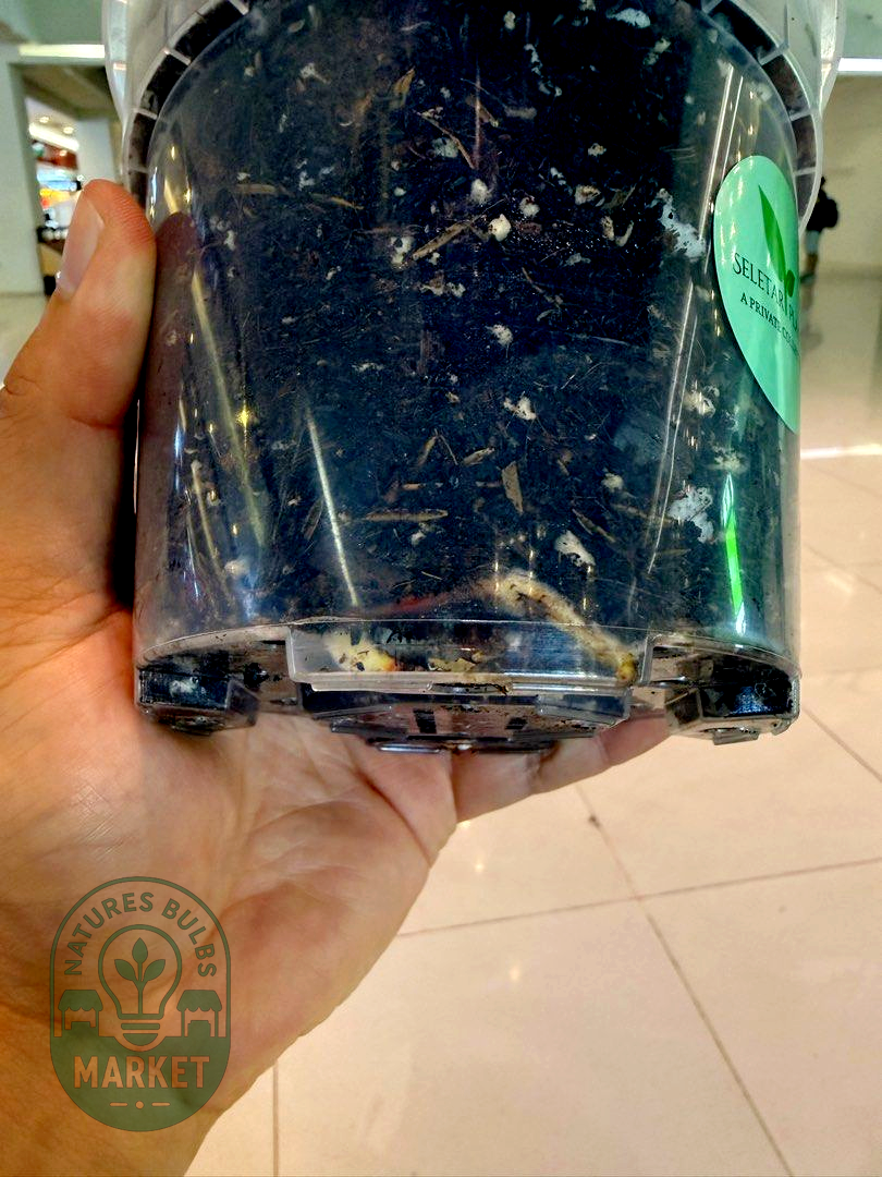 Philodendron Florida Beauty × Mayoi Hybrid Variegated