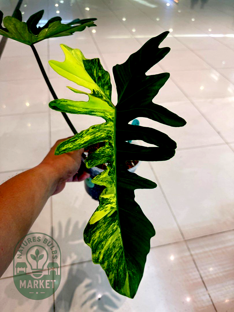 Philodendron Florida Beauty × Mayoi Hybrid Variegated