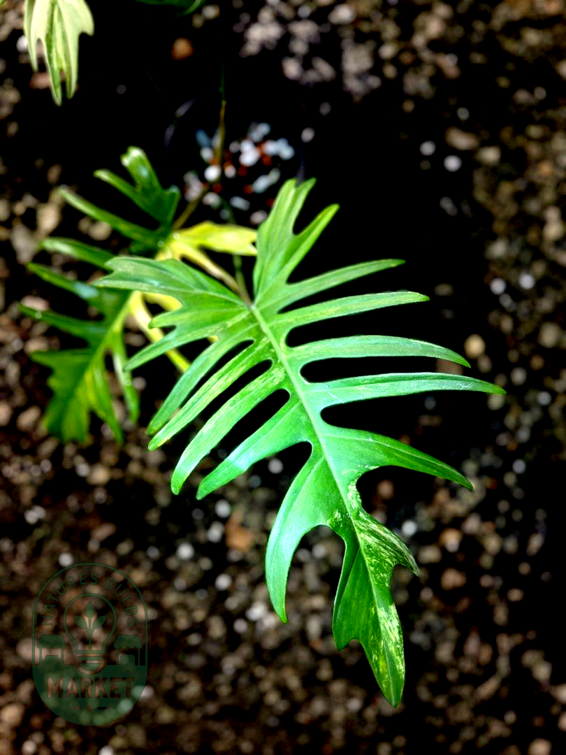 Philodendron Florida Beauty × Tortum Hybrid Variegated "Flotum"