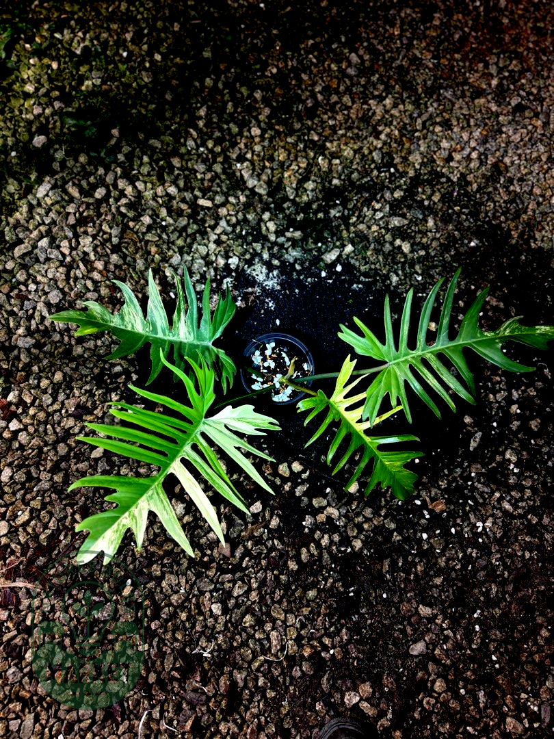 Philodendron Florida Beauty × Tortum Hybrid Variegated "Flotum"