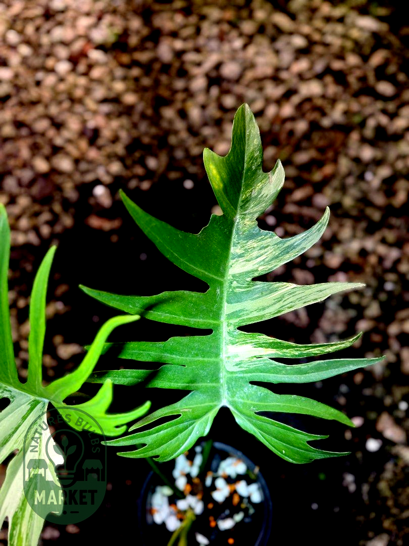 Philodendron Florida Beauty × Tortum Hybrid Variegated "Flotum"