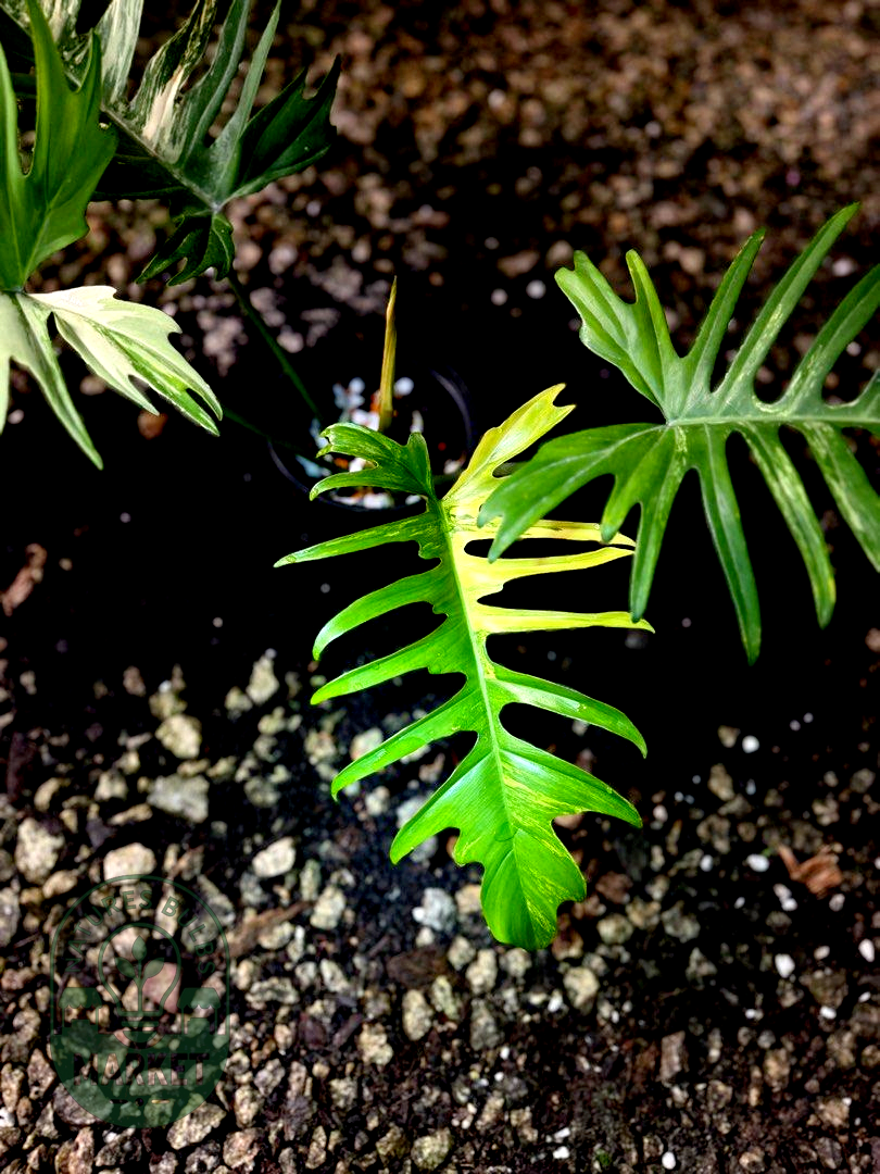 Philodendron Florida Beauty × Tortum Hybrid Variegated "Flotum"