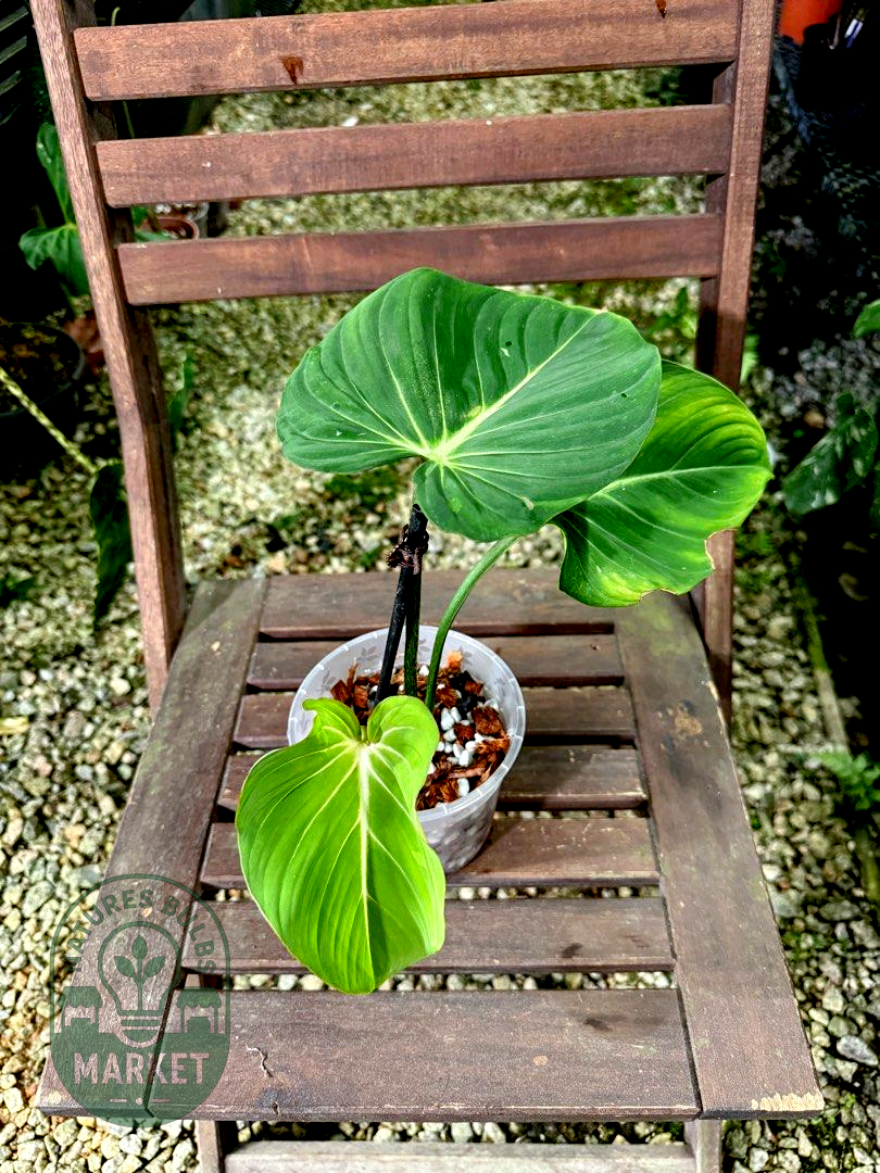 Philodendron Gloriosum
