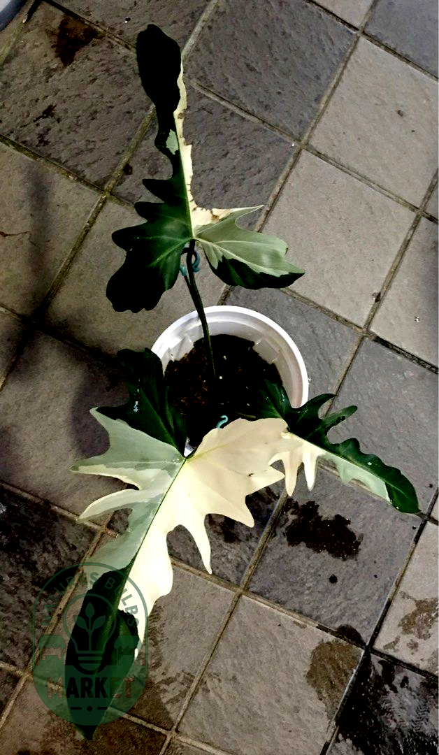 Philodendron Golden Dragon Variegated