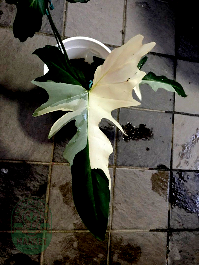 Philodendron Golden Dragon Variegated