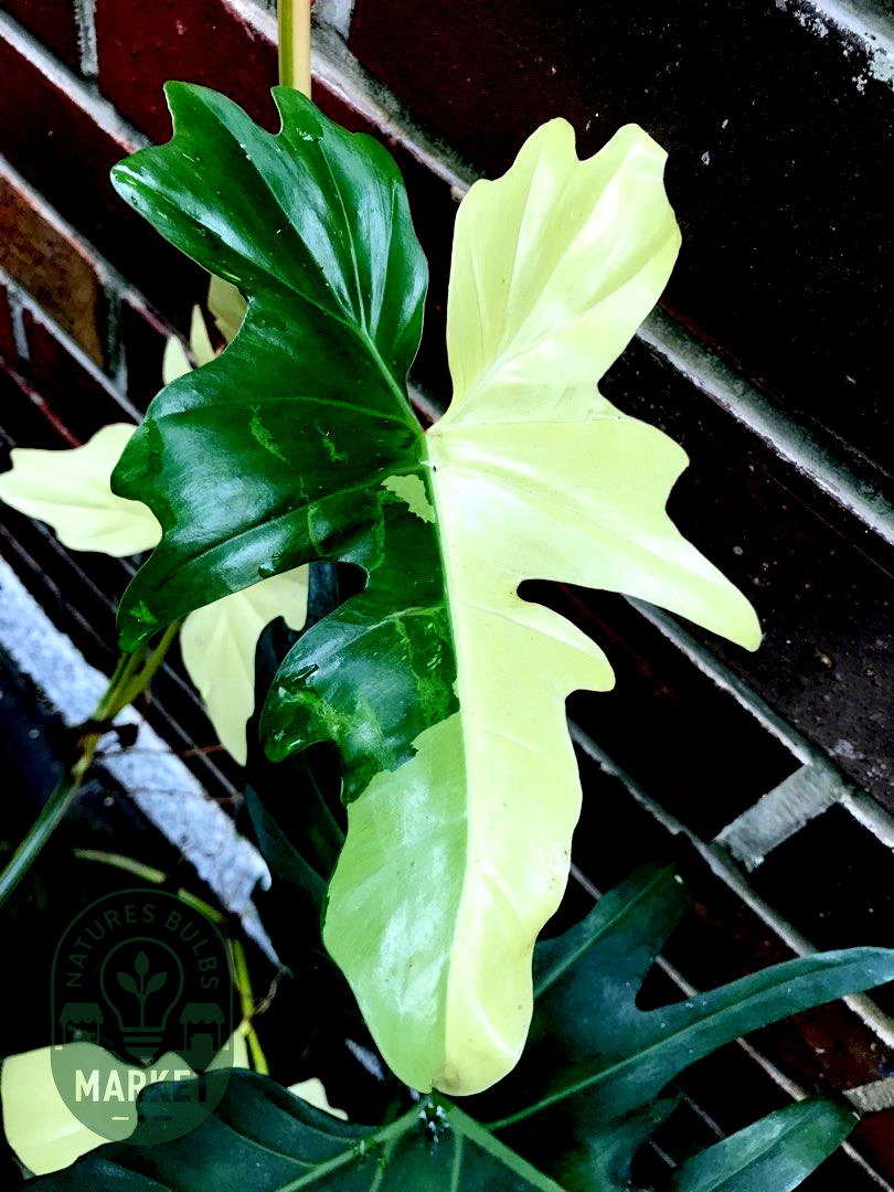 Philodendron Golden Dragon Variegated