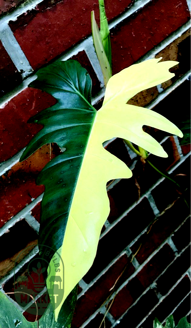 Philodendron Golden Dragon Variegated