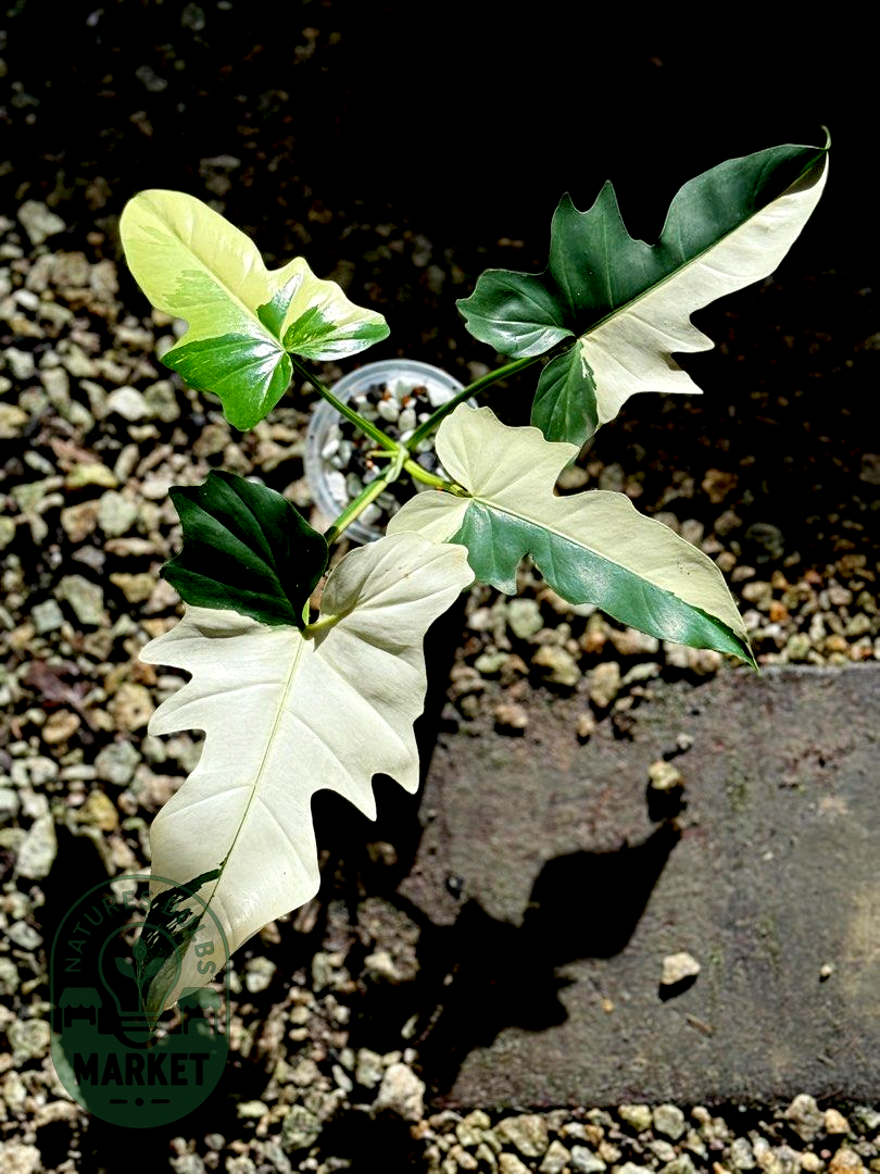 Philodendron Golden Dragon Variegated