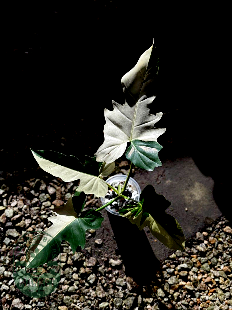 Philodendron Golden Dragon Variegated