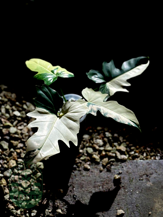 Philodendron Golden Dragon Variegated