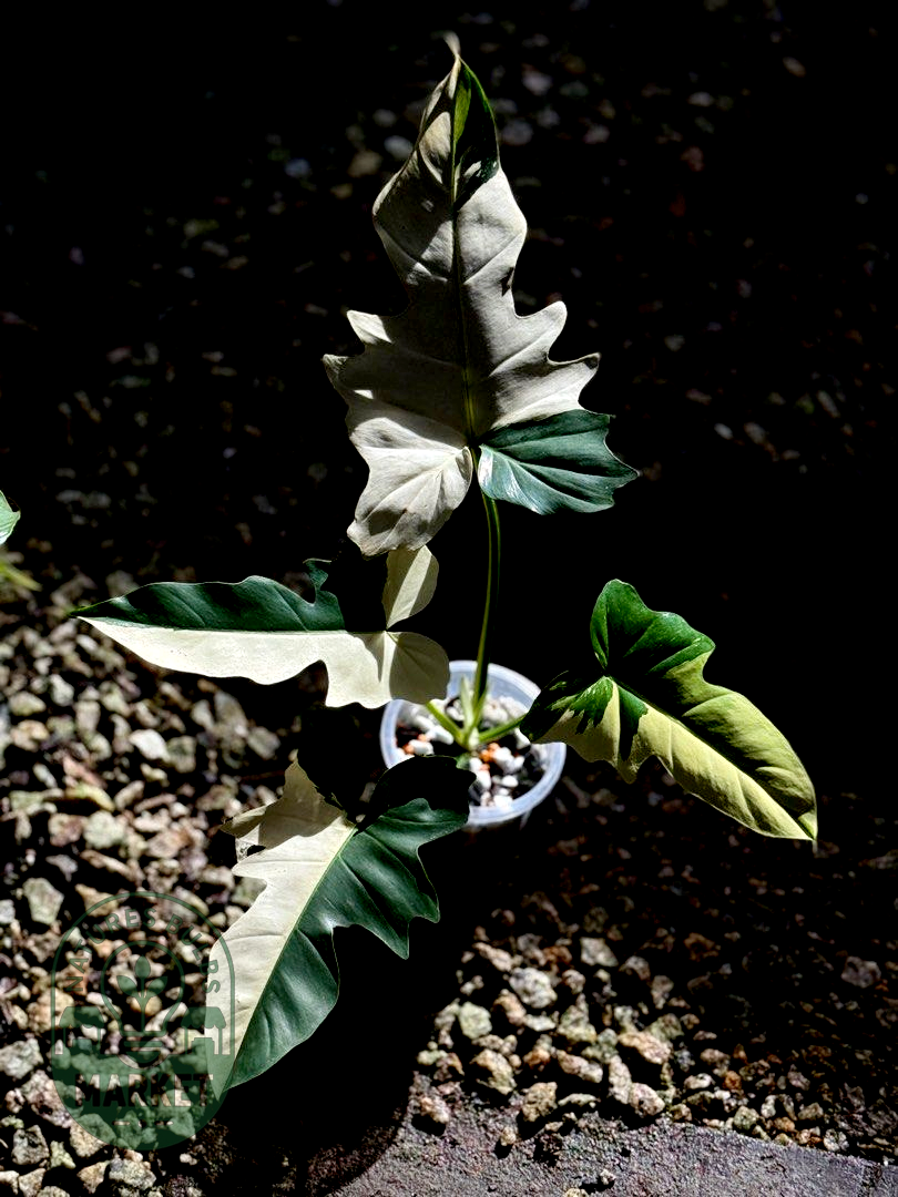 Philodendron Golden Dragon Variegated