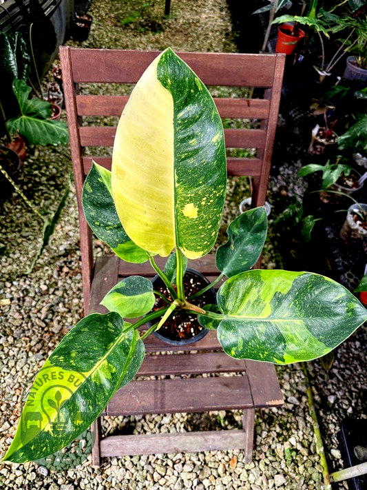 Philodendron Green Congo Hybrid