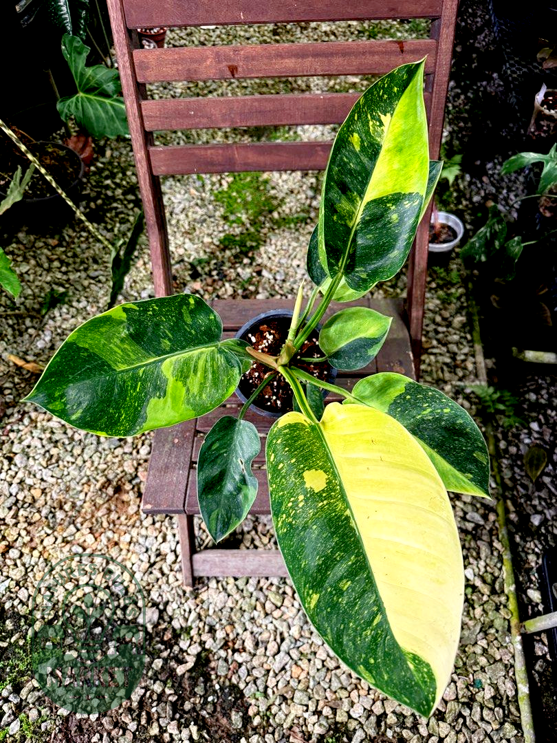 Philodendron Green Congo Hybrid