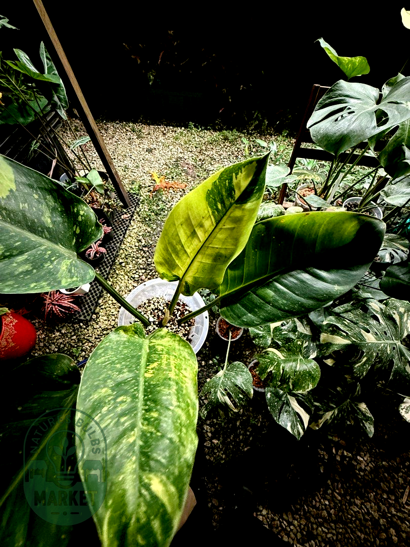 Philodendron Green Congo Hybrid Variegated