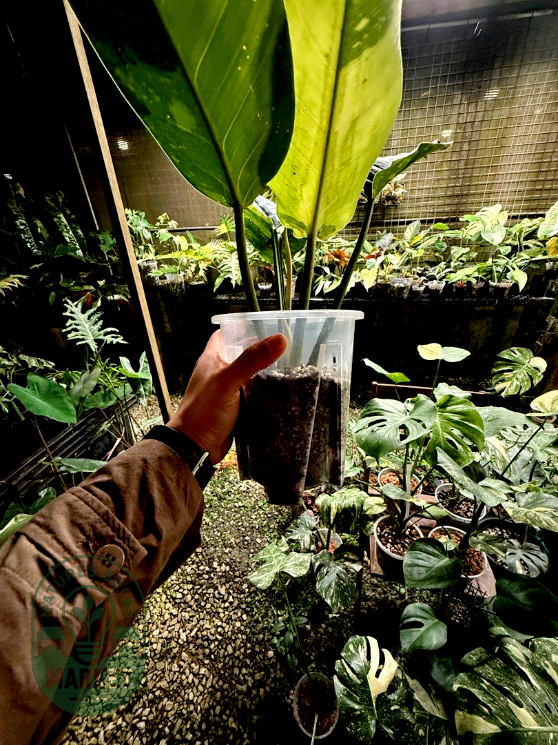 Philodendron Green Congo Hybrid Variegated